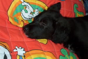 Bonny sulla coperta di Snoopy :)