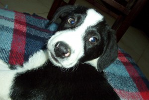 Il nostro Polpetta in primo piano