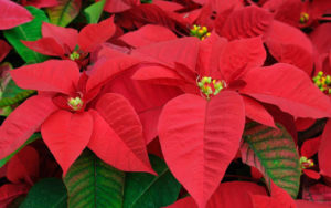 Stella di Natale - una pianta tossica per i nostri amici animali