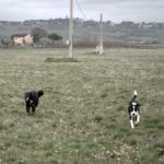 Bonny e Polpetta Agility - 23 marzo 2009