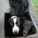 Bonny e Polpetta aspettano le coccole nel loro trasportino Bonny e Polpetta aspettano le coccole nel loro trasportino