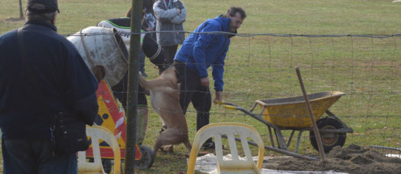 Roberto ed Echo al campionato sociale di mondioring 2016 - esercizio di difesa Roberto ed Echo al campionato sociale di mondioring 2016 - esercizio di difesa