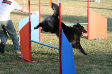 Dania e Bonny, agility Dania e Bonny, agility