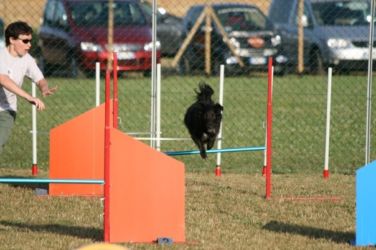 Dania e Bonny, agility Dania e Bonny, agility