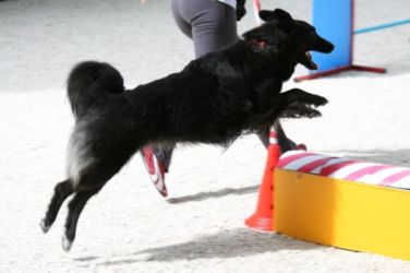 Dania e Bonny, agility Dania e Bonny, agility