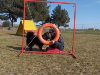 Dania e Bonny, agility Dania e Bonny, agility