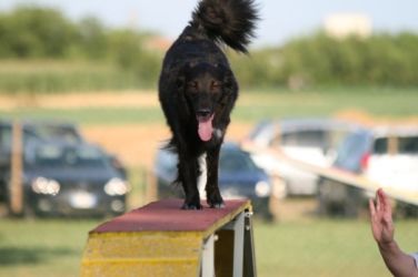 Dania e Bonny, agility Dania e Bonny, agility