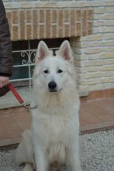 Educazione di base, Standing di Katia in un perfetto seduto Educazione di base, Standing di Katia in un perfetto seduto