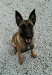 Educazione di base, Zuki in seduto Educazione di base, Zuki in seduto