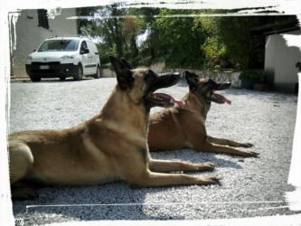 Educazione di base, Ira ed Echo in terra-resta Educazione di base, Ira ed Echo in terra-resta