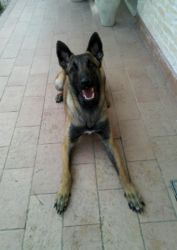 Educazione di base, Zippo in terra Educazione di base, Zippo in terra